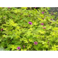 Brandless 6 x Geranium 'Ann Folkard' - Storchschnabel - topf 9 x 9 cm