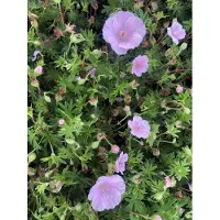 Brandless 6 xGeranium Sanguineum Striatum - Storchschnabel - topf 9 x 9 cm