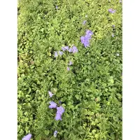 Brandless 6 x Campanula rotundifolia - Grasblume im 9x9 cm Topf