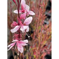 GRDplanten 6 x Gaura lindh. 'Cherry Brandy' - Prachtkerze - Topf 9x9 cm
