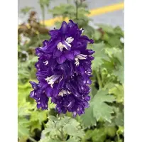 Brandless 6 x Delphinium (p) ‘King Arthur’ – Rittersporn im Topf 9 x 9 cm