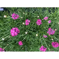 Brandless 6 x Armeria maritima 'Splendens' - Englisches Gras im 9x9 cm Topf