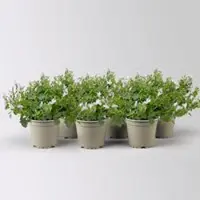Pflanzen-Kölle Campanula 'Ambella White' weiß, Topf-Ø 12 cm, 6 Pflanzen