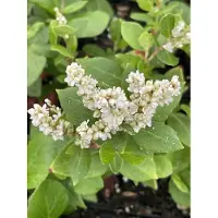 GRDplanten 6 x Persicaria hybr. 'Kahil' (tortuosa) - Kerzenknöterich - Topf 9 x 9 cm