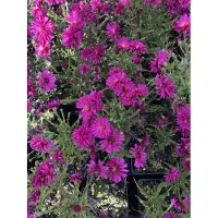 Brandless 6 x Aster novi-belgii 'Royal Ruby' - Herbst-Aster im 9x9 cm Topf