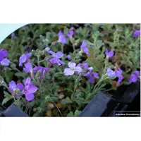 Brandless 6 x Aubrieta hybr. 'Cascade Blue' - Fransenblume im 9x9cm Topf
