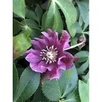Brandless 6 x Helleborus orientalis 'Double Ellen Red' - Nieswurz - topf 9 x 9 cm