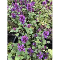 Brandless 6 xAgastache 'Blue Boa' - S§holzpflanze im 9x9 cm Topf