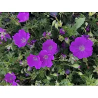 Brandless 6 xGeranium sanguineum 'Max Frei' - Storchschnabel - topf 9 x 9 cm