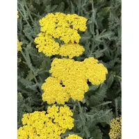Brandless 6 x Achillea 'Moonshine' - Schafgarbe im topf 9 x 9 cm