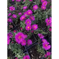 Brandless 6 x Aster dumosus 'Starlight' - Aster im 9x9 cm Topf
