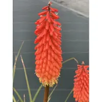 Brandless 6 x Kniphofia 'Alcazar' - Fackellilie im Topf 9 x 9 cm