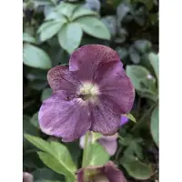 Brandless 6 x Helleborus orientalis 'Pretty Ellen Purple' - Nieswurz - topf 9 x 9 cm