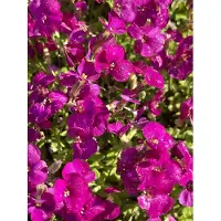 Brandless 6 x Aubrieta 'Bressingham Red' - Fransenblume im Topf 9 x 9 cm