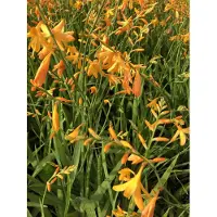 Brandless 6 x Crocosmia hybr. 'George Davidson' - Montbretia im 9x9 cm Topf
