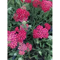 Brandless 6 x Achillea millefolium 'Paprika' - Schafgarbe im topf 9 x 9 cm