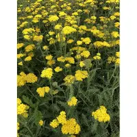 Brandless 6 x Achillea hybrida 'Little Moonshine'pbr - Schafgarbe im topf 9 x 9 cm