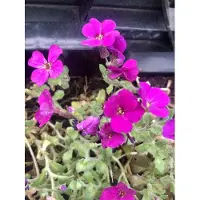 Brandless 6 x Aubrieta hybr. 'Cascade Red' - Blaues Kissen im 9 x 9 cm Topf