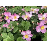 Brandless 6 x Anemone hupehensis 'Jasmine' - Anemone im Topf 9 x 9 cm