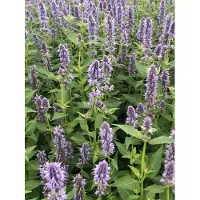 Brandless 6 x Agastache hybr. 'Blue Fortune' - Lakritzpflanze im 9x9 cm Topf