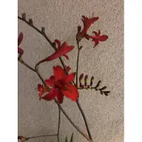 Brandless 6 x Crocosmia hybr. Lucifer' - Montbretia im 9x9 cm Topf
