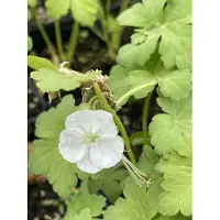 Brandless 6 x Geranium macr. ‘White Ness’ - Storchenschnabel - Topf 9 x 9 cm