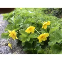 Brandless 12 x Waldsteinia ternata – Goldene Erdbeere im Topf 9 x 9 cm