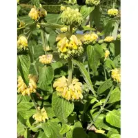 Brandless 6 x Phlomis russeliana - Brandkraut im 9 x 9 topf