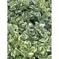Brandless 6 x Aegopodium podagraria 'Variegatum' - Gefleckter Giersch im 9x9 cm Topf