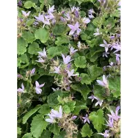 Brandless 6 x Campanula posch. 'Lisduggan Var.' - Glockenblume im 9x9 cm Topf