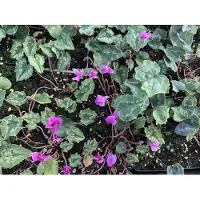 Brandless 6 x Cyclamen Hed. 'Rose Pearls' - Alpenveilchen - im Topf 9x9 cm