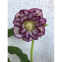 Brandless 6 x Helleborus or. Double Ellen Picotee - Nieswurz - topf 9 x 9 cm