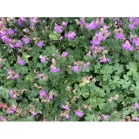 Brandless 6 xGeranium cantabrigiense 'Karmina' - Storchschnabel - topf 9 x 9 cm