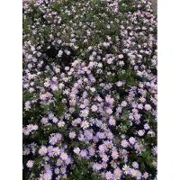 Brandless 6 x Aster ageratoides 'Stardust' - Herbst-Aster im 9x9 cm Topf