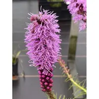 Brandless Liatris spicata - Prachtscharte im Topf 9 x 9 cm