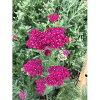 Brandless 6 x Achillea millefolium 'Pomegranate' - Schafgarbe im topf 9 x 9 cm
