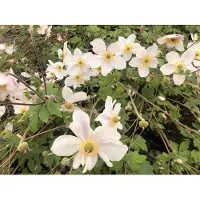 Brandless 6 x Anemone 'Dainty Swan' - Anemone im Topf 9x9 cm