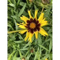 Brandless 6 x Coreopsis grandiflora 'SunKiss' - Maiden Eyes im 9x9 cm Topf