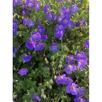 Brandless 6 xGeranium 'Rozanne' - Storchschnabel - topf 9 x 9 cm