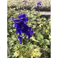 Brandless 6 x Delphinium belladonna 'Atlantis' - Rittersporn im 9x9 cm Topf