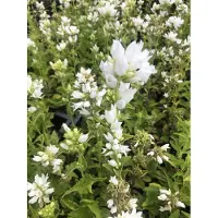Brandless 6 x Campanula glomerata 'Alba' - Glockenblume im 9x9 cm Topf