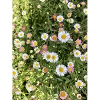 Brandless 6 x Erigeron karvinskianus - Mauerblümchen im topf 9 x 9 cm