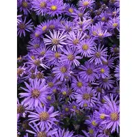 Brandless 6 x Aster amellus 'Blue King' - Berg-Aster im 9x9 cm Topf