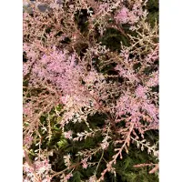 Brandless 6 x Astilbe simplicifolia 'Sprite' - Schaumspalier 'Sprite' , Prachtvolles Spalier im 9x9 cm Topf