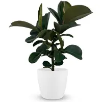 Oasis of Life Ficus Elastica Cloe Gummibaum 65cm große glänzende grüne Blätter Ø19cm Deko