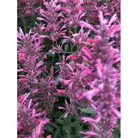Brandless 6 x Agastache mexicana 'Red Fortune' - Lakritzpflanze im 9x9 cm Topf
