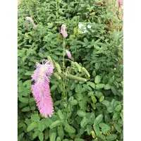GRDplanten 6 x Sanguisorba hybr. 'Pink Brushes' - Pimpinelle - Topf 9 x 9 cm