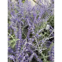 GRDplanten 6 x Perovskia atripl. 'Blue Spire' - Blauraute - Topf 9 x 9 cm