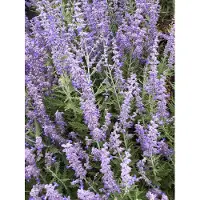 GRDplanten 6 x Perovskia atripl. 'Lacey Blue' ( 'lislitt') - Blauraute - Topf 9 x 9 cm