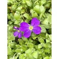 GRDplanten 6 x Aubrieta hybrida 'Cascade Blue' - Blaukissen - Topf 9 x 9 cm